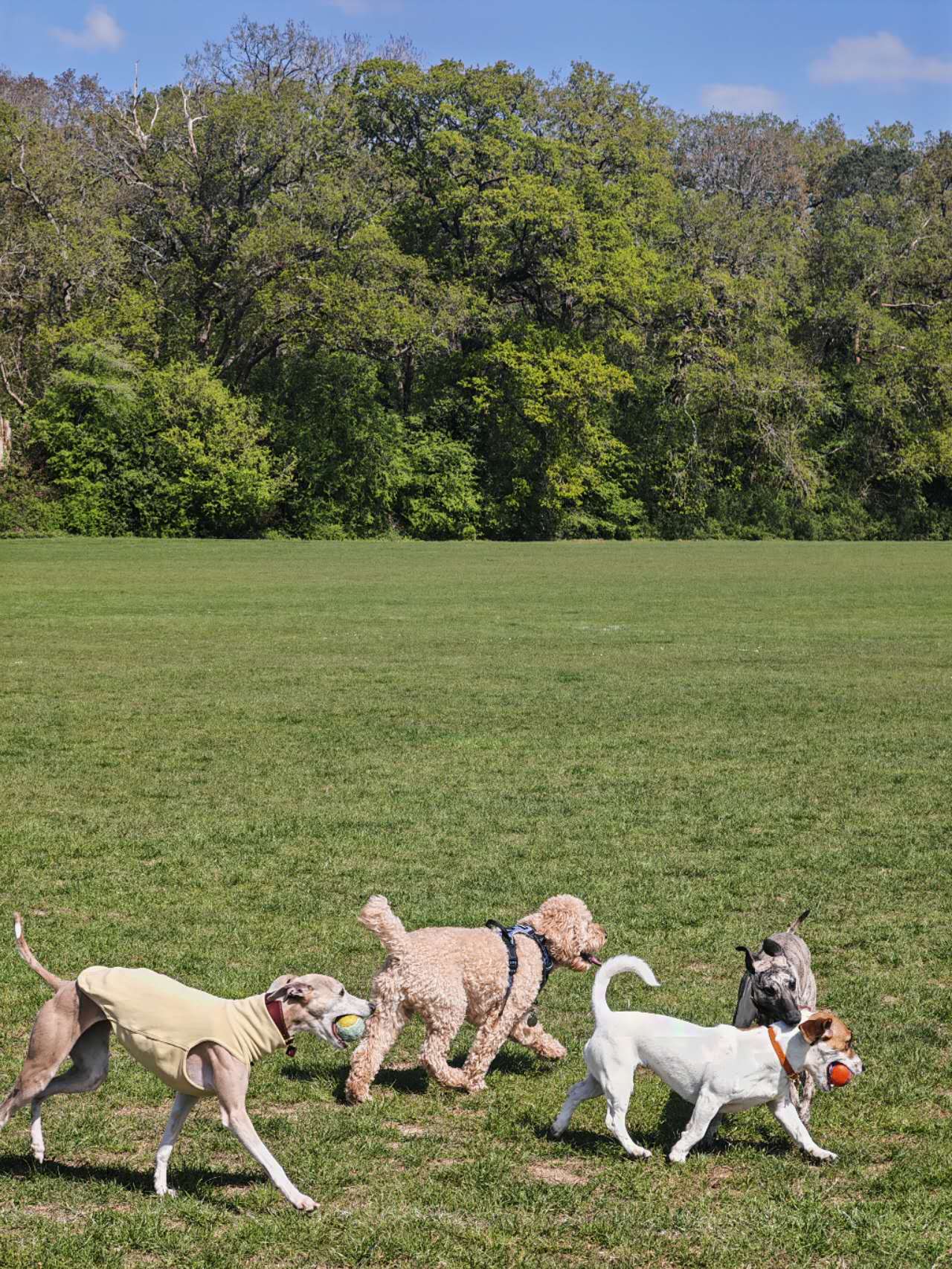 Chenyan walking dogs in Reading valley park